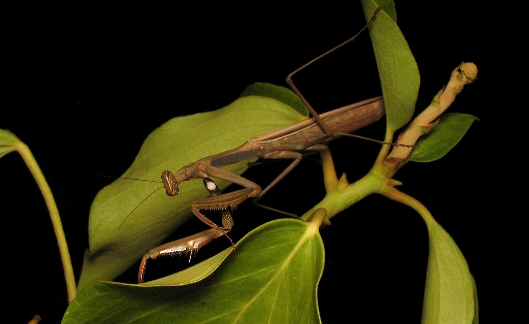 Mantis religiosa (femmina ?)